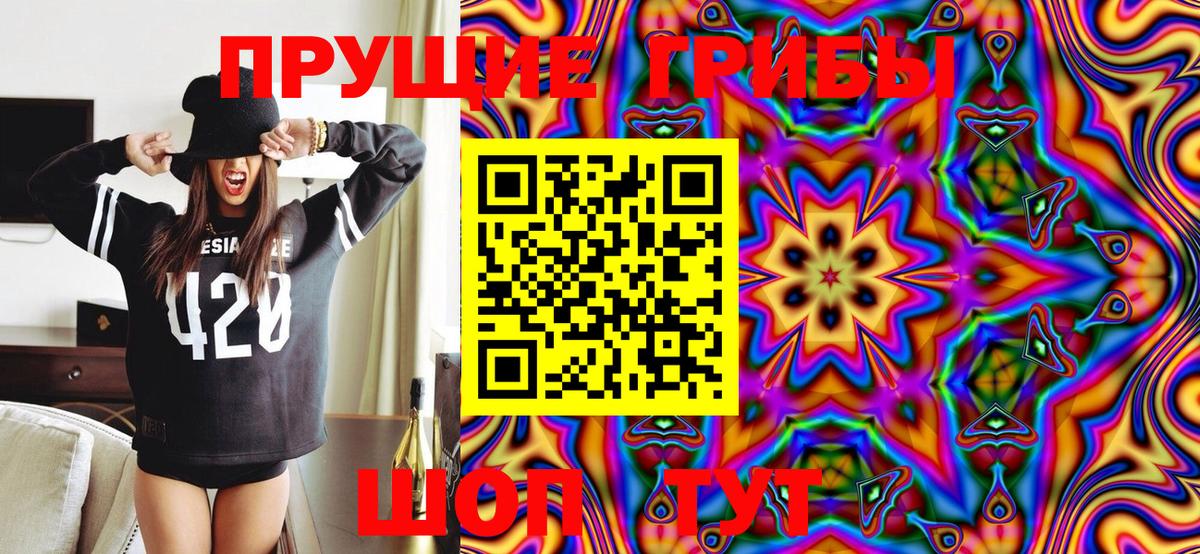 Галлюциногенные грибы Psilocybe Тверь